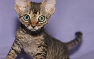 Кошки девон-рекс: описание породы, уход и питание
