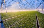 Выращивание растений на гидропонике: современный подход к сельскому хозяйству