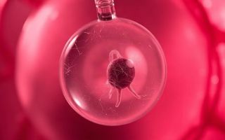 Криоперенос размороженный эмбрион: что происходит и как к этому подготовиться
