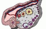 Описание развития и регресса белого тела в яичниках